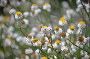 White Winged Everlasting Seeds