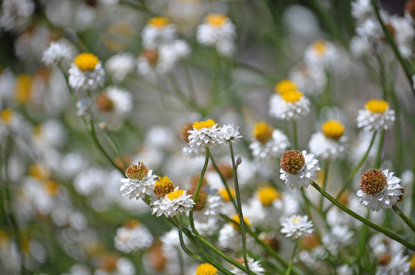 White Winged Everlasting Seeds