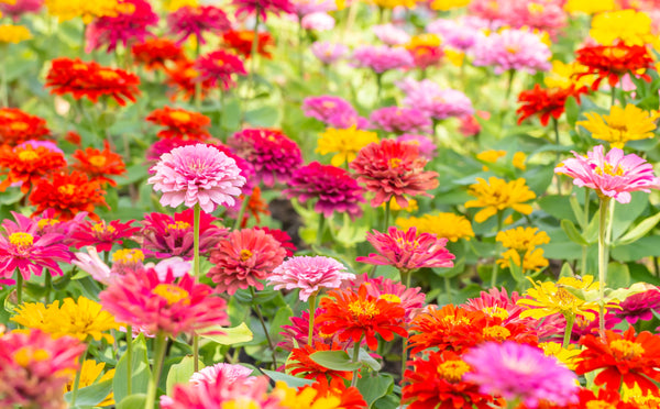 Dwarf Thumbelina Zinnia Seeds