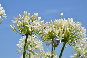 White Lily of the Nile Seeds