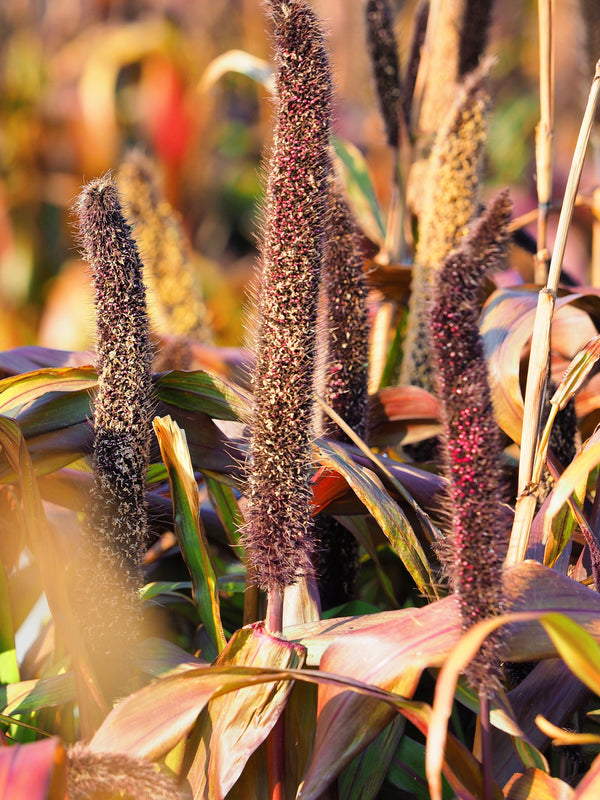 Red Jewel Millet Ornamental Grass Seeds