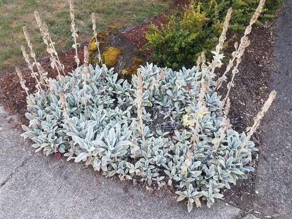 Lamb's Ear Seeds