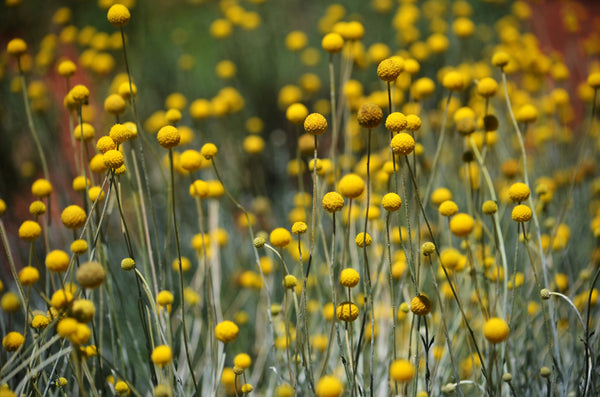 Billy Buttons Seeds