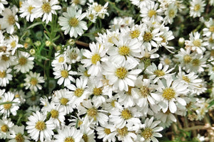 White Heath Aster Seeds