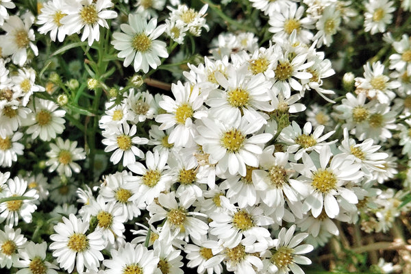 White Heath Aster Seeds