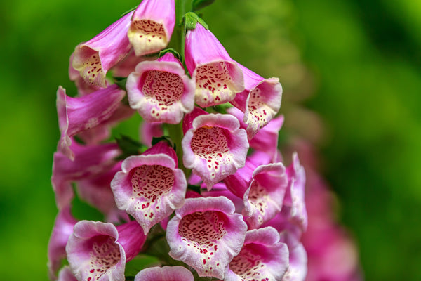 Pink Foxglove Seeds