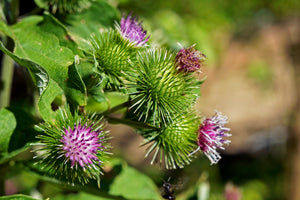 Great Burdock Seeds