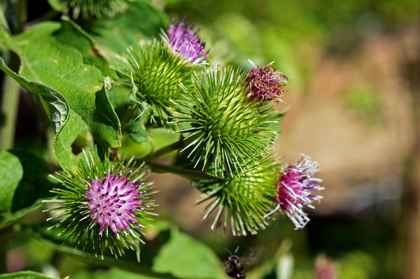 Great Burdock Seeds