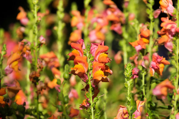 ’Orange Wonder’ Snapdragon Seeds