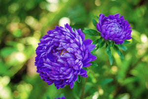 Duchess Dark Blue Paeony Aster Seeds