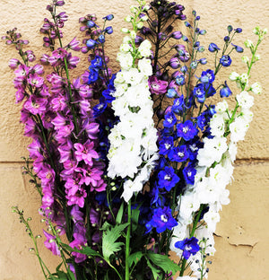 Rocket Larkspur Seeds - Giant Imperial Mix