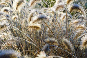 Dwarf Fountain Grass Seeds