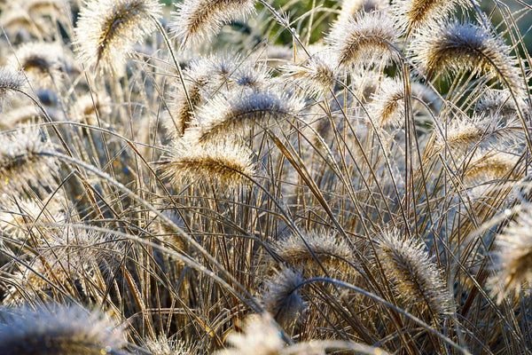 Dwarf Fountain Grass Seeds
