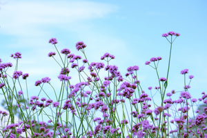Buenos Aires Verbena Seeds