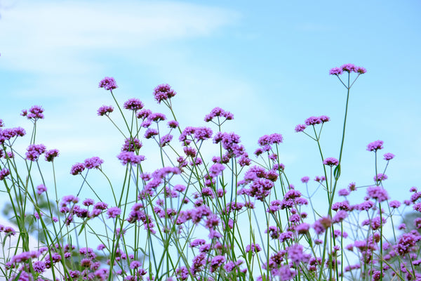 Buenos Aires Verbena Seeds