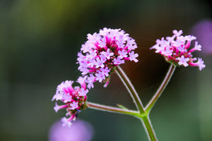Common Vervain Seeds