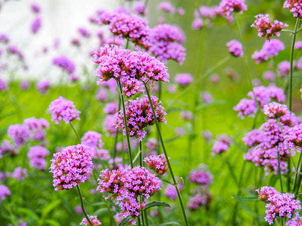 Common Vervain Seeds