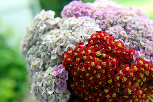 Mixed Summer Yarrow Seeds