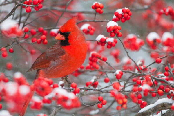 Winterberry Seeds