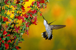 Scarlet Sage Seeds