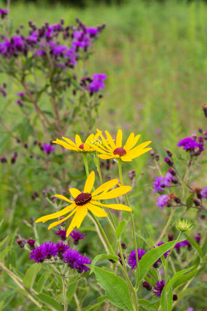 Missouri Ironweed Seeds