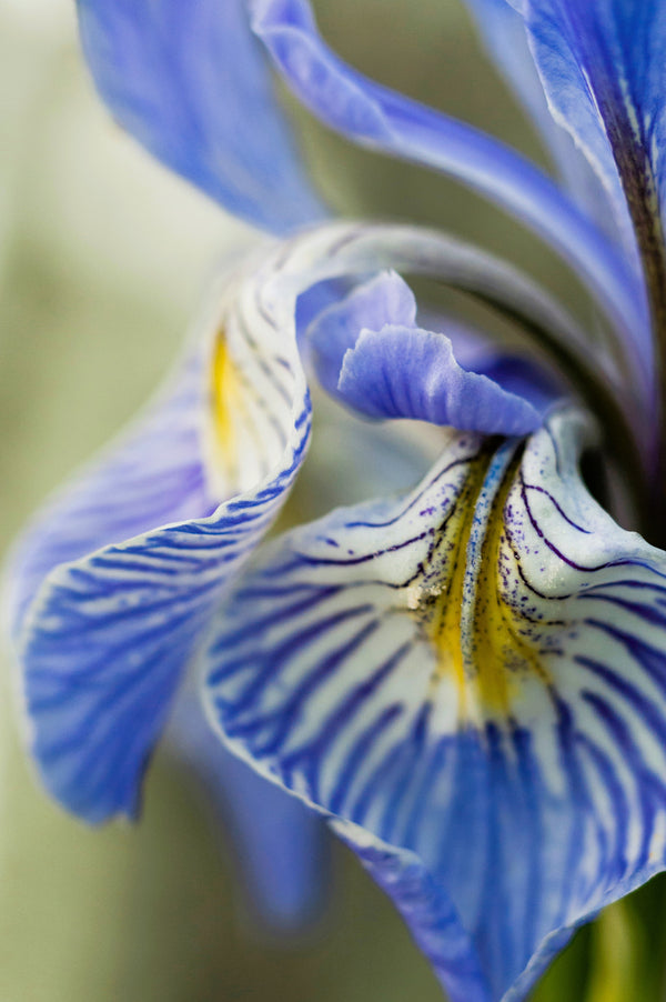 Missouri Iris Seeds