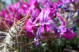 Purple Locoweed Seeds