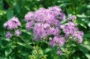 Columbine Meadow Rue Seeds