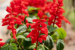 Scarlet Sage Seeds