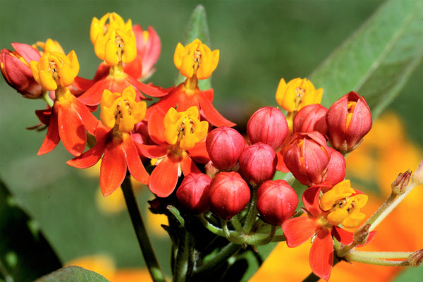 Sunset Milkweed Seeds
