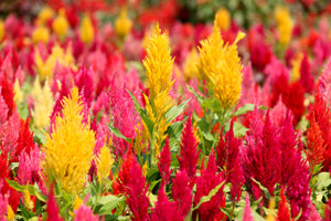 Celosia Pampas Plumes - Mix Seeds