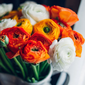 Ranunculus Tecolote® Fire & Ice Collection – 30 Corms | Orange, Yellow & White