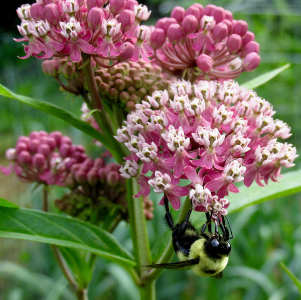 Swamp Milkweed Seeds