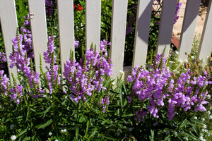Pink Showy Obedient Plant Seeds