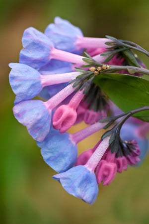 Virginia Bluebells Seeds