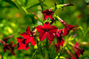 Nicotiana Crimson King Seeds