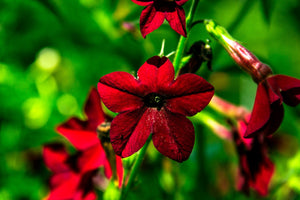 Nicotiana Crimson King Seeds