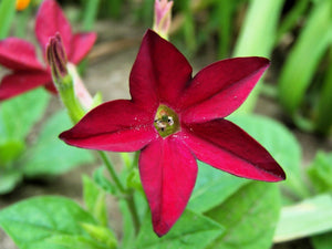 Nicotiana Crimson King Seeds