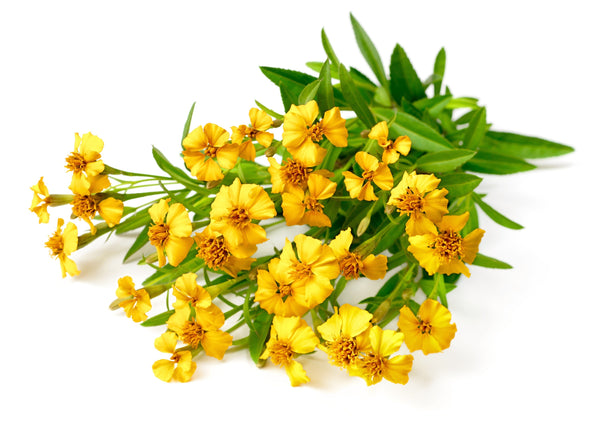 Mexican Marigold Seeds