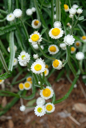 White Winged Everlasting Seeds
