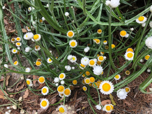 White Winged Everlasting Seeds