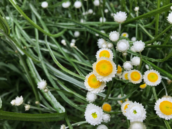 White Winged Everlasting Seeds