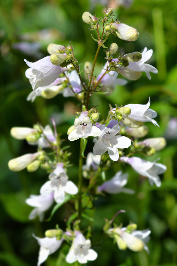 Foxglove Beardtongue Seeds
