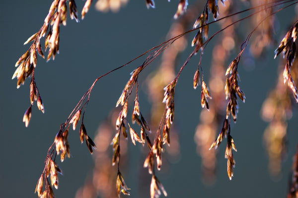 Tufted Harigrass Seeds