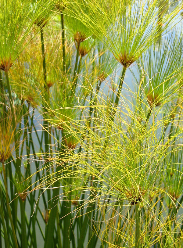 Papyrus Seeds
