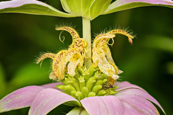 Spotted Bee Balm Seeds