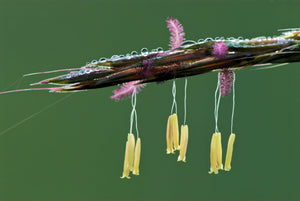 Big Bluestem Grass Seeds