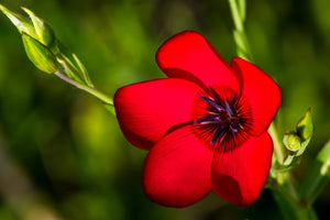 Red Phlox Seeds