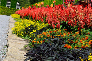 Red Salvia - St. John's Fire Seeds