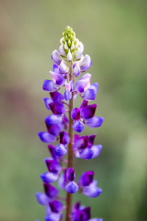 Arroyo Lupine Seeds